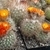 Parodia cachiana ME 88 (M Eichler) (San Lucas)