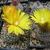 Parodia glischrocarpa ME 97 (M Eichler) (Las Tienditas)