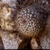 Parodia lembckei ME 84 (M Eichler) (between Ampimpa and Inferniello)