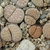 Lithops julii v. fulleri C 062