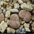 Lithops julii ssp. fulleri v. rouxii C 324