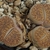 Lithops leslei ssp. venteri fma maraisii C 153 (60 km NW Kimberley South Africa)