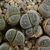 Lithops olivacea C 109