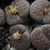 Lithops pseudotruncatella v. mundti C 100