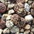 Lithops schwantesii 'triebneri' C 143b