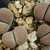 Lithops terricolor v. persii PV 593
