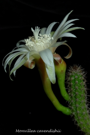 Monvillea cavendishii