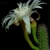 Monvillea cavendishii