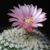Notocactus guiterrezei