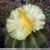Notocactus magnificus