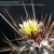 Thelocactus conothelos ssp. flavus (Santo Domingo, Huizache-Tula, SLP)