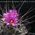 Thelocactus rinconensis v. freudenbergerii (Grutas Garcia, NL, Mex)