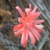 Peniocereus viperinus