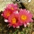 Pediocactus - Kaktusy 3 2007 by G. Veres