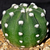 Echinopsis subdenudata 'Fuzzy Naval'