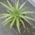 Puya spec. RH 2961c (Calamuchita, Yacanto, 1020m, Cordoba, Arg)