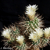 Toumeya papyracantha