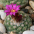Strombocactus disciformis ssp. esperanzae (Xicho, Mex)