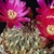 Sulcorebutia spec. KK 1905 ´mairanana n.n.´