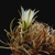 [PLANT/PFLANZE] Toumeya papyracantha (Snowflake, AZ)