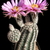 Echinocereus reichenbachii v. albertii (N Alice, SE Texas, USA)