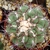 Thelocactus hexaedrophorus ssp. lloydii 'pectinata'