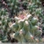 Thelocactus leucacanthus v. schmollii