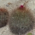 Lobivia formosa ssp. randallii (Paicho, Tarija, 3200m, Bol)