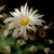 Turbinicarpus swobodae HO 16 (Rayones, Nuevo Leon, 1800m, Mex)