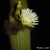 Weberbauerocereus winterianus