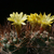 Weingartia westii  VS 326 (W Cucho Ingenio, 3300m, Bol)