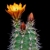 Echinocereus coccineus v. guerneyi (Marathon, TX)