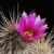 Echinocereus engelmannii Lau 0013 (San Borja, CBN)