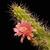 Echinocereus pensilis (Morangaya pensilis) (Baja California, Mex)