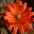 Echinocereus polyacanthus ssp. huitcholensis 'plomosos' (Jesus Maria, Sinaloa)