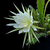 Epiphyllum crenatum v. kimnachii
