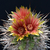 Eriosyce henrichiana ssp. simulans RMF 76
