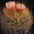 Eriosyce kunzei 'eriosyzoides' RMF 958