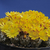 Copiapoa laui RMF 162