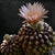 Eriosyce odieri ssp. glabrescens RMF 294 (S Totoral, Chile)