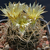 Eriosyce taltalensis 'pulchellus' RMF 309