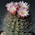 Eriosyce taltalensis ssp. paucicostata 'glaucescens' RMF 317 (El Cobre, 317m, Chile)