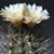 Eriosyce taltalensis ssp. paucicostata RMF 140