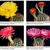 Lobivia torrefluminensis LM 769.02