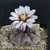 Gymnocalycium esperanzae TOM 436/1 (W of Nuevo Esperanza, La Rioja, Arg)