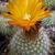 Parodia herzogii WR 707a