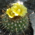 Parodia juckeri v. australis HJ 447