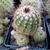 Parodia larapuntensis HJ 1130