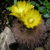 Parodia riojensis ME 74 (Colana, near Poman, Arg)