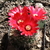 Parodia sanguiniflora ME 76 (Bellavista, Catamarca)